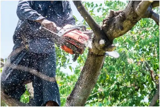 tree services Cascade